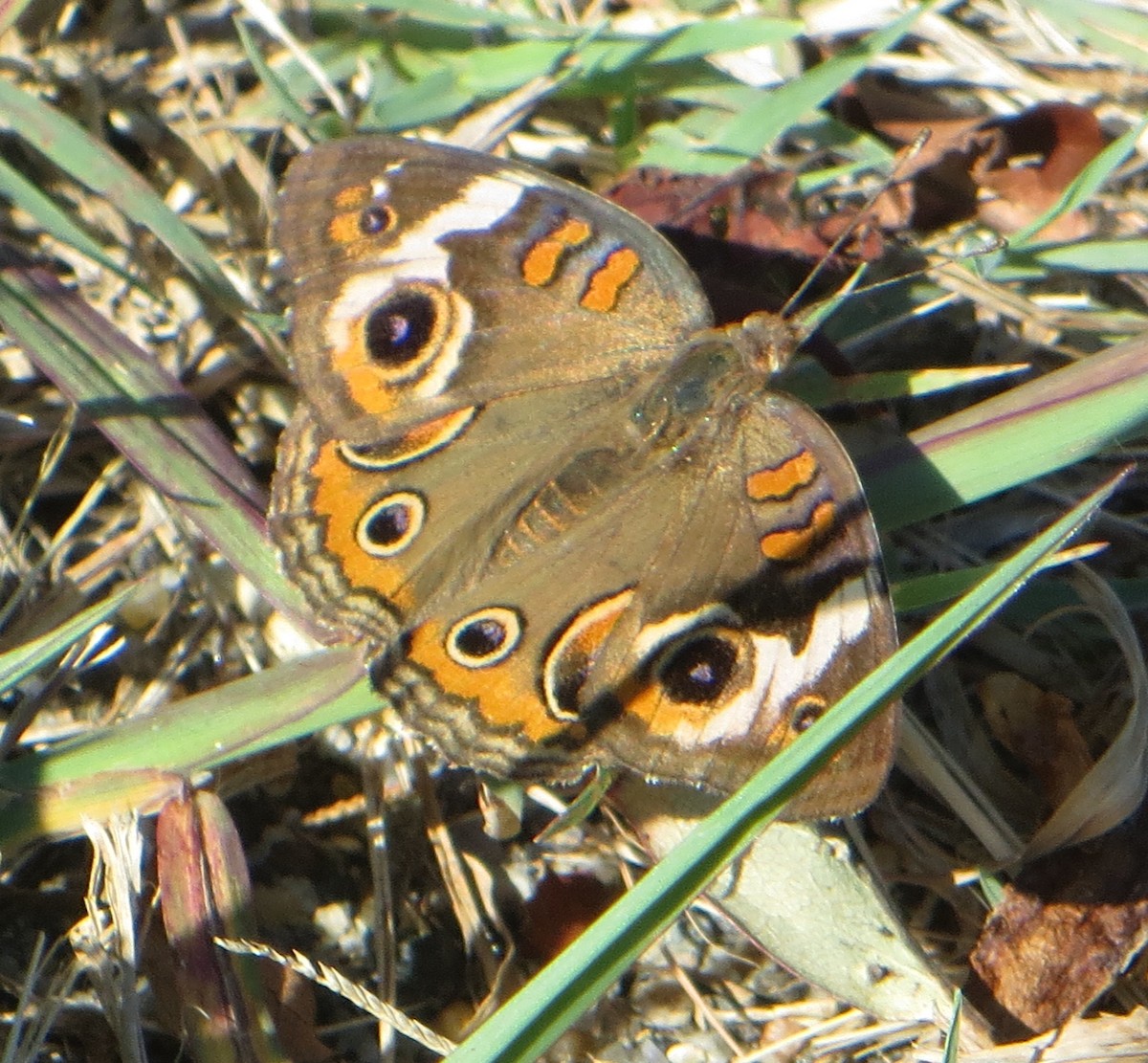 Animals - ML641011898