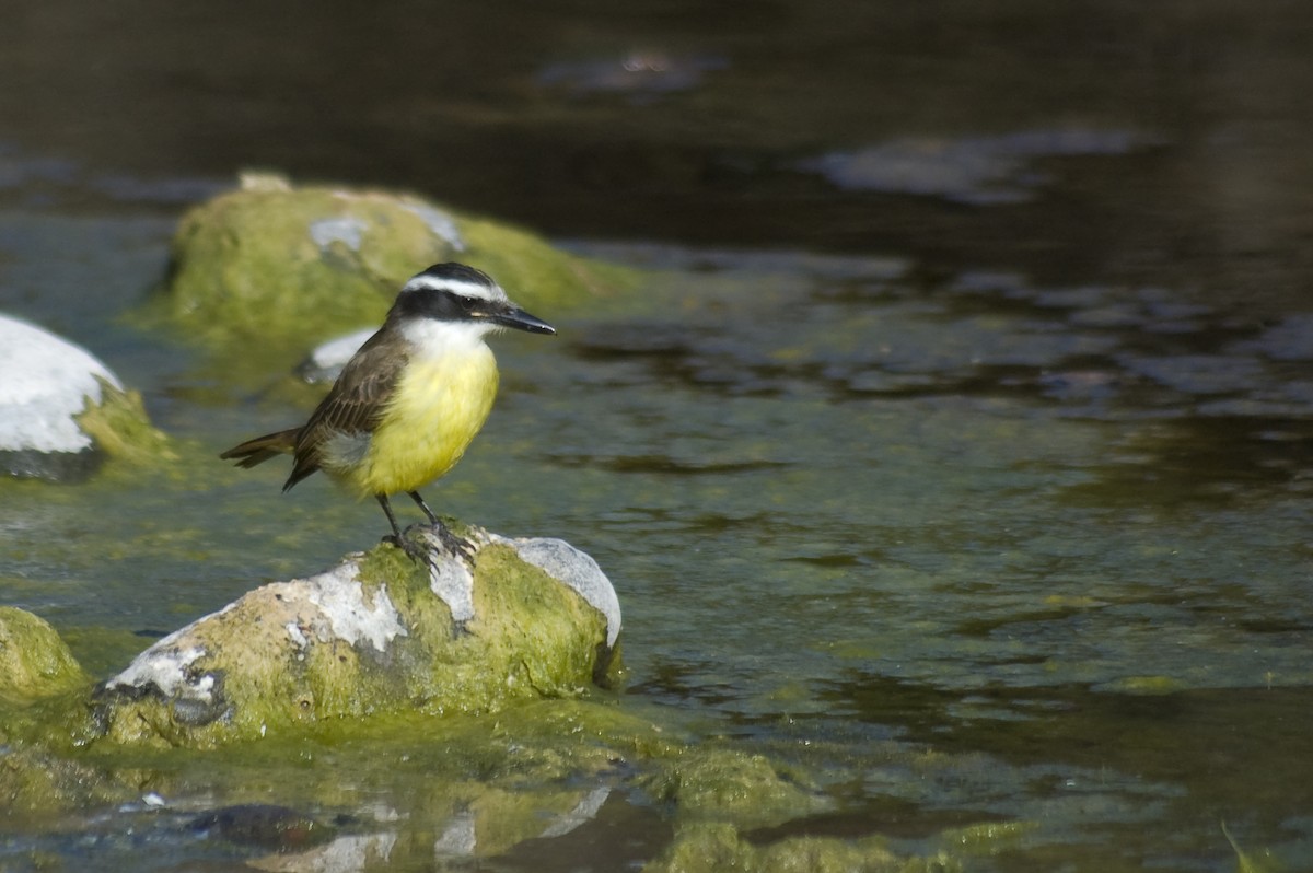 Great Kiskadee - ML641011900