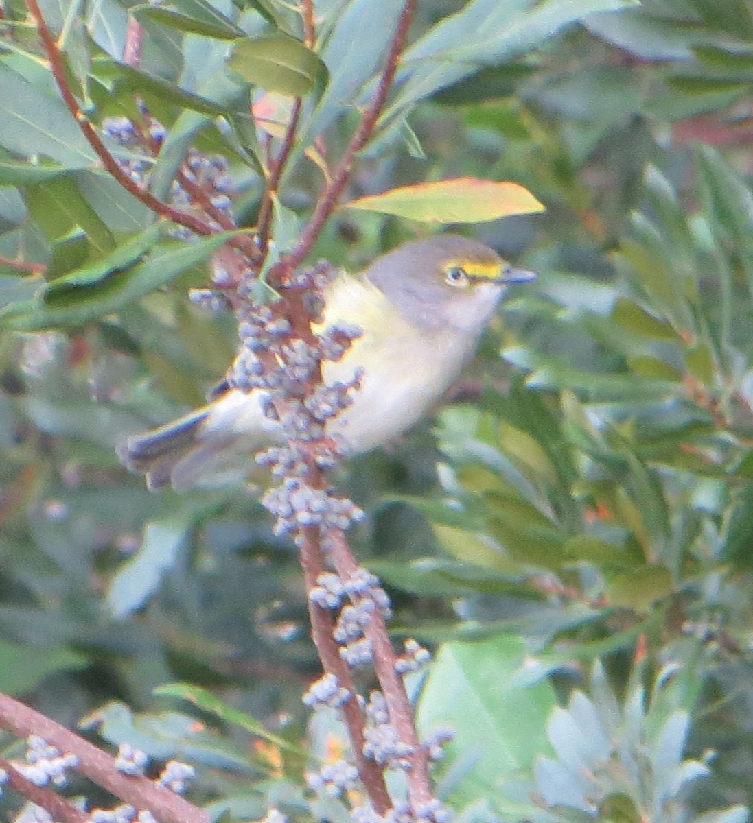 White-eyed Vireo - ML641011907
