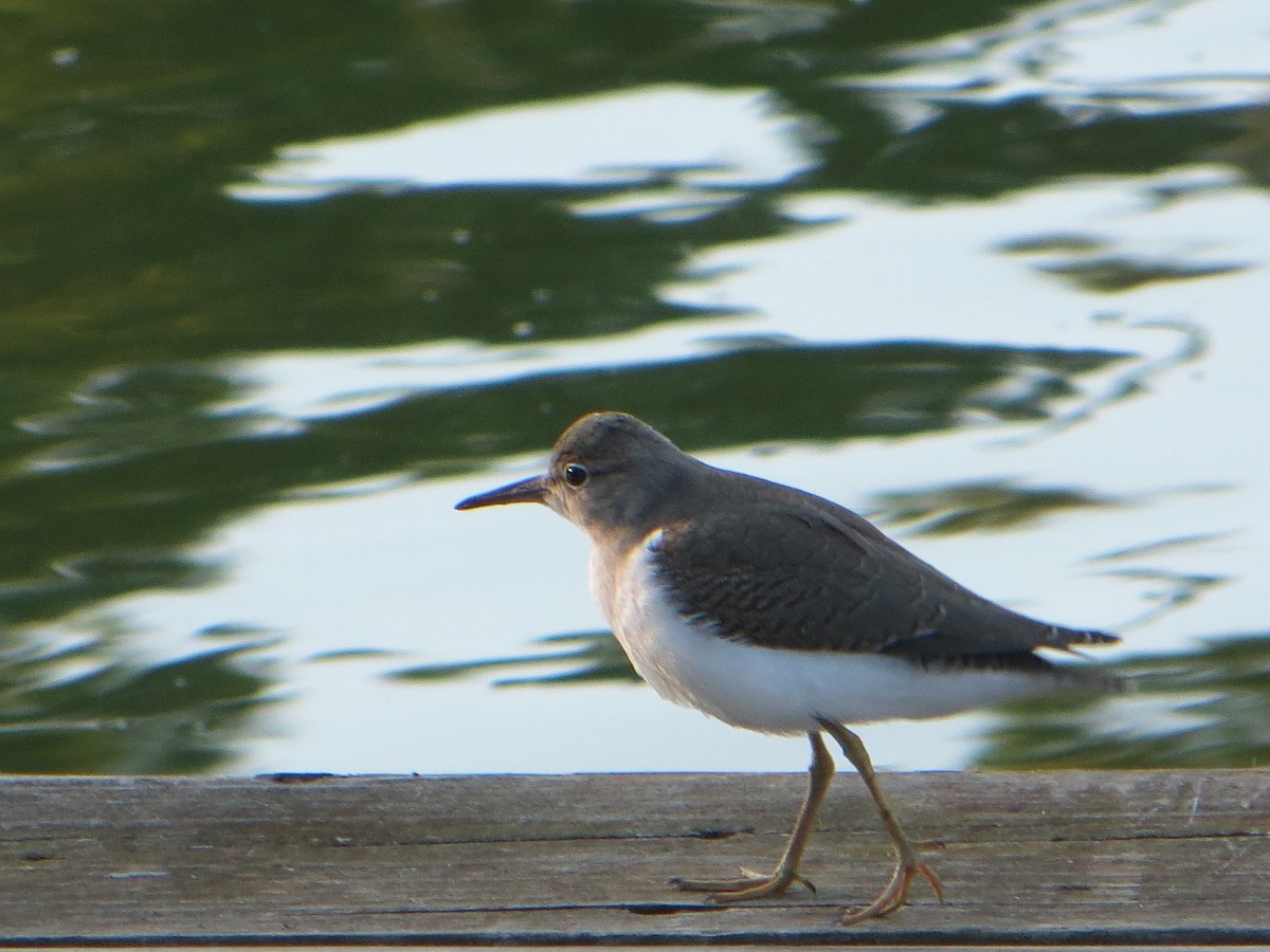 Spotted Sandpiper - ML641011909