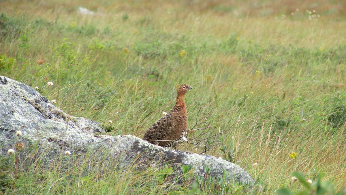 Willow Ptarmigan - ML641011911