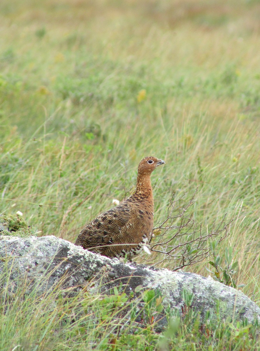 Willow Ptarmigan - ML641011917