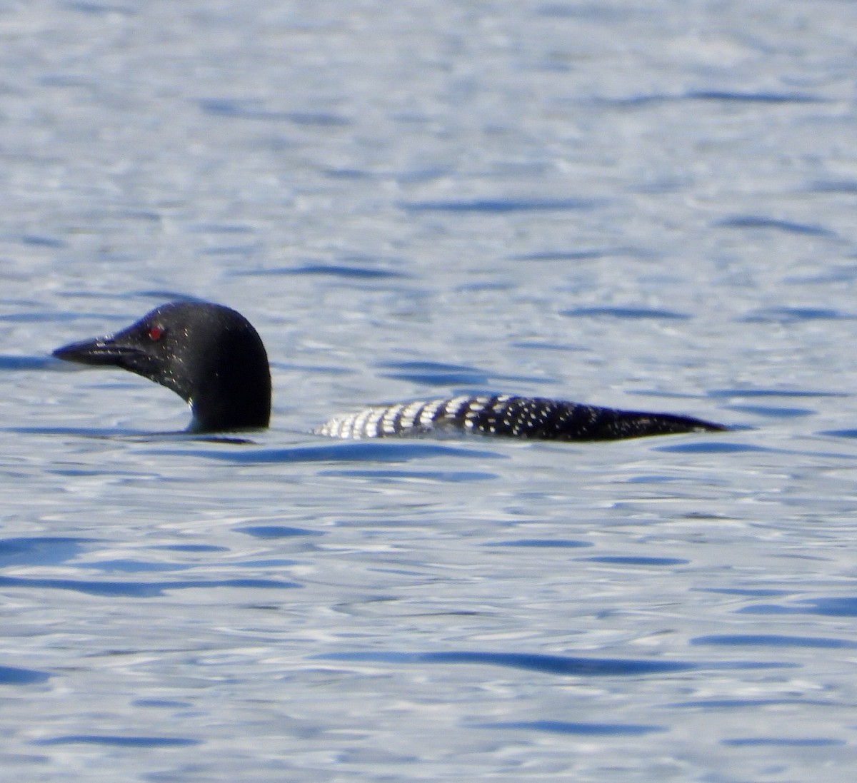 Common Loon - ML641011928