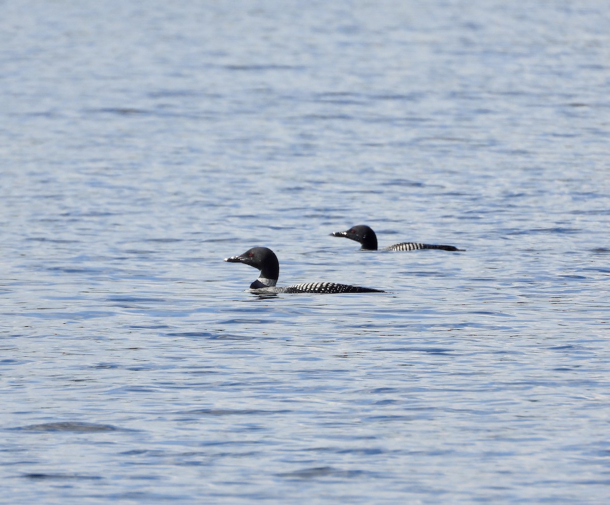 Common Loon - ML641011929