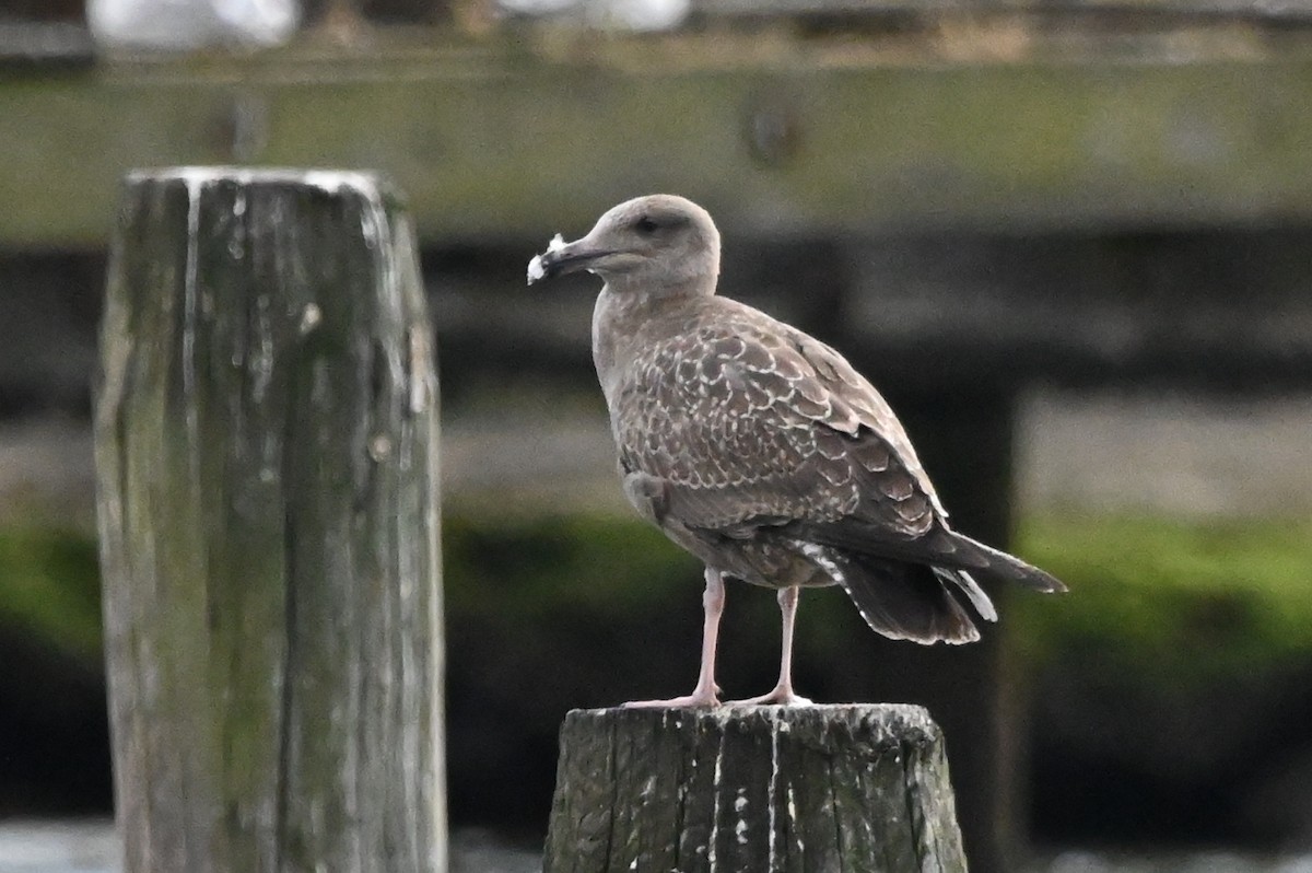 American Herring Gull - ML641011931