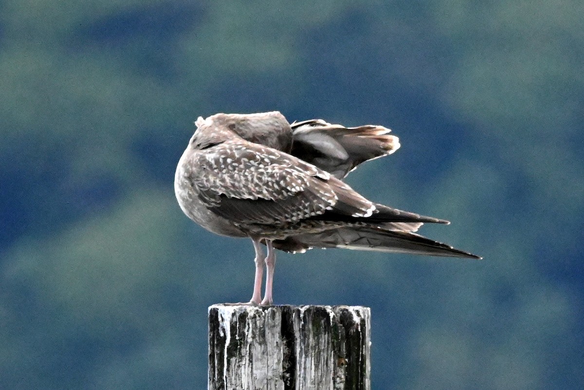 American Herring Gull - ML641011932