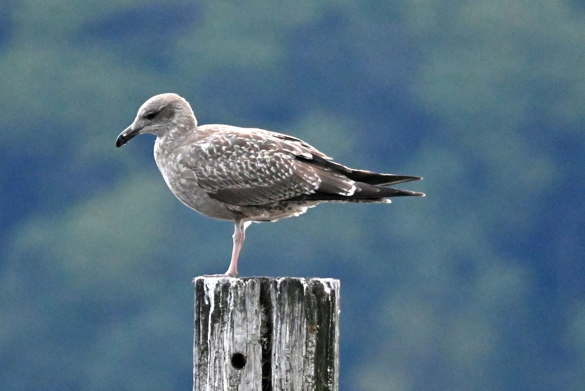 American Herring Gull - ML641011933