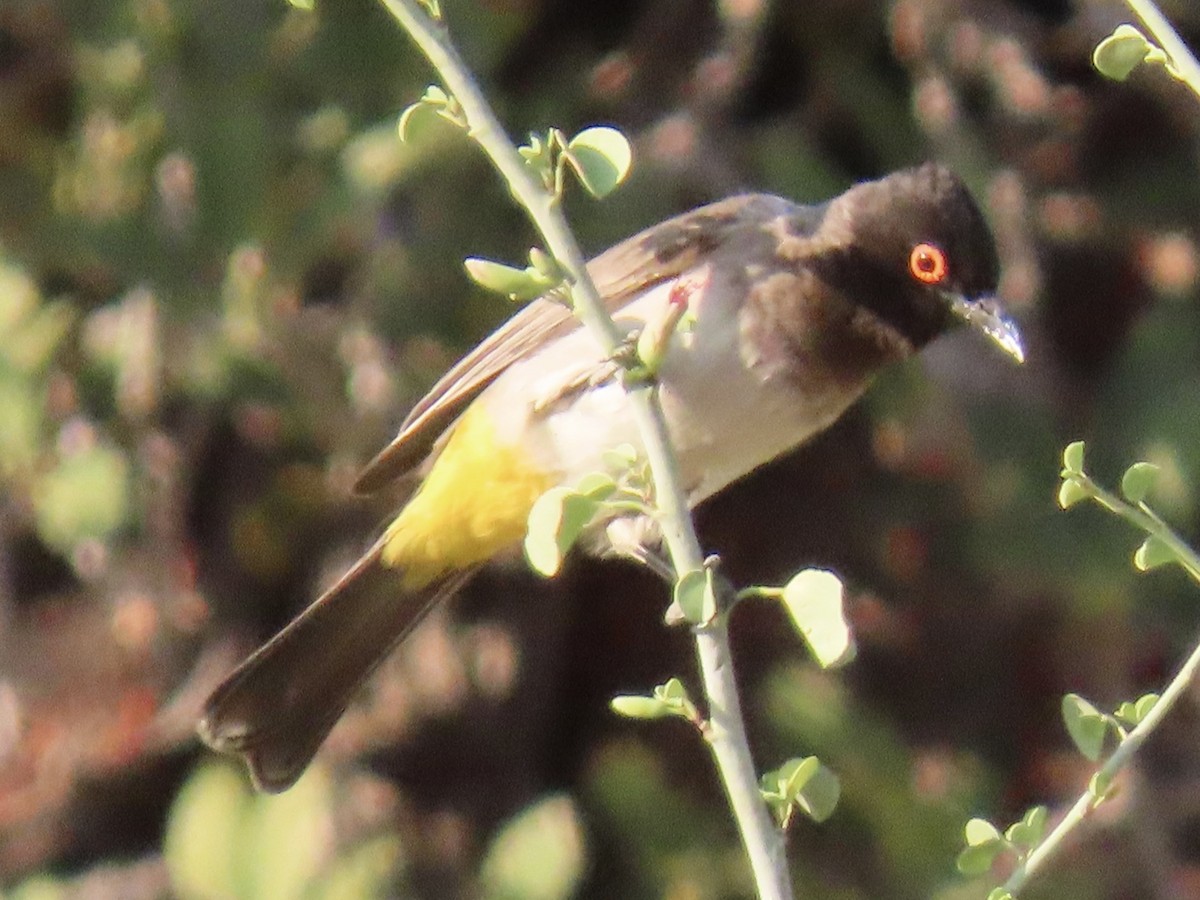 Black-fronted Bulbul - ML641011942