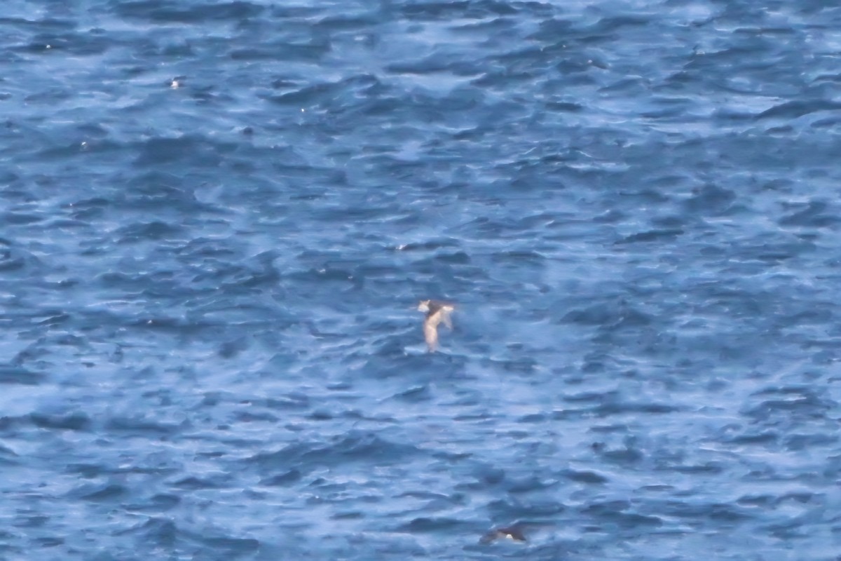 Yelkouan Shearwater - ML641011954