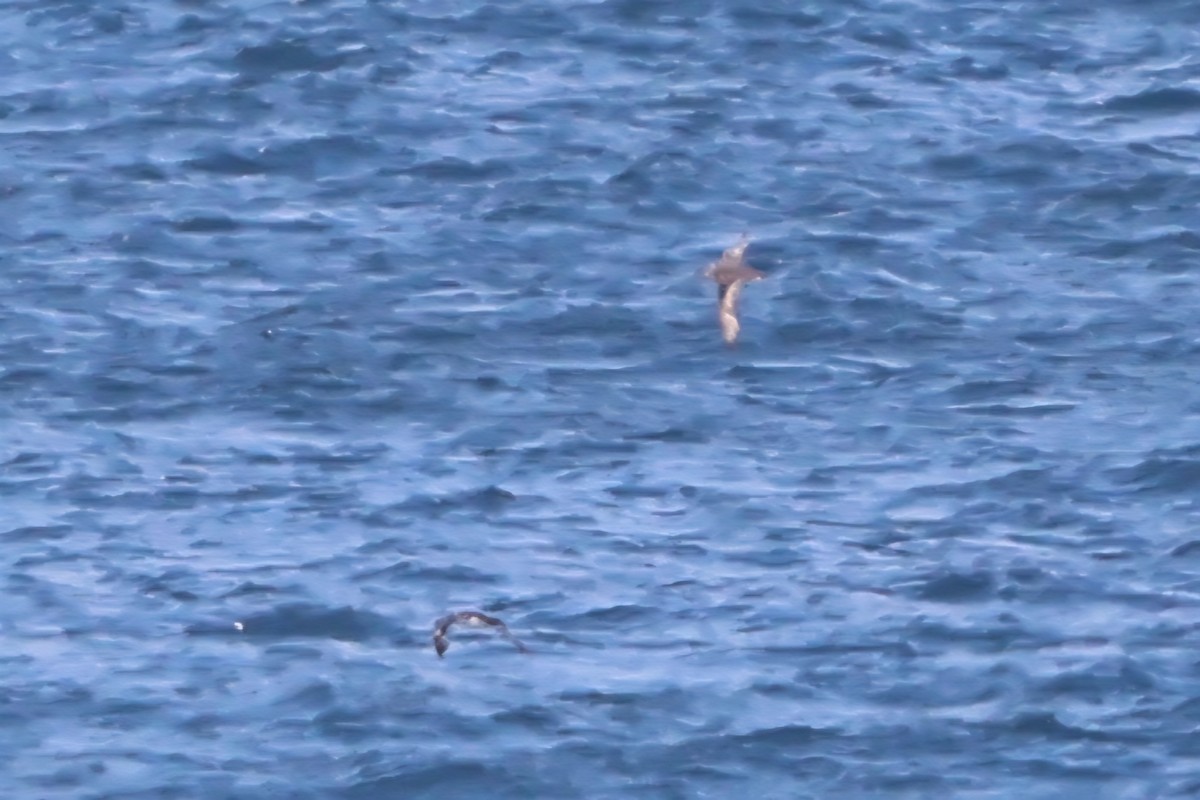 Yelkouan Shearwater - ML641011955