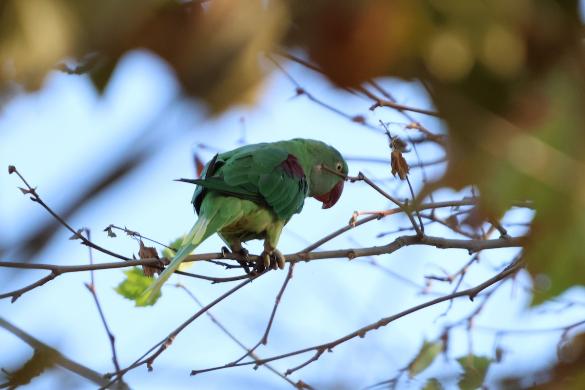 Alexandrine Parakeet - ML641011964