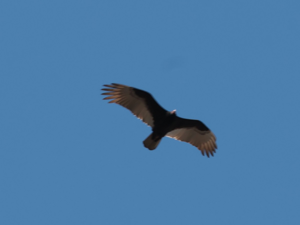 Turkey Vulture - ML641011970