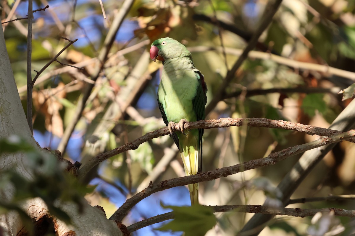 Alexandrine Parakeet - ML641011971