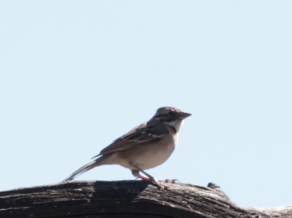 Rufous-collared Sparrow - ML641011976