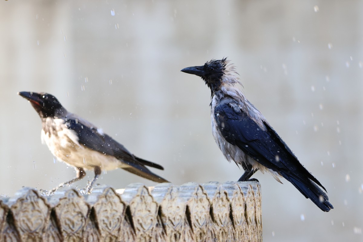 Hooded Crow - ML641011977