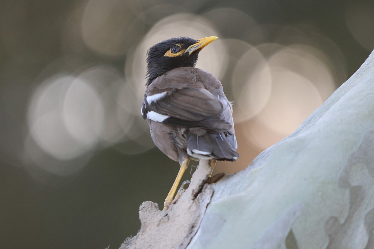 Common Myna - ML641011984