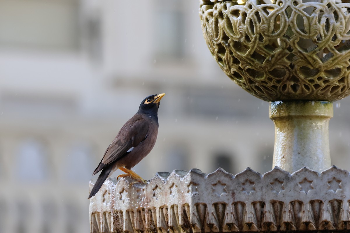 Common Myna - ML641011985