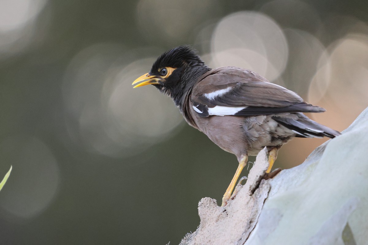 Common Myna - ML641011986