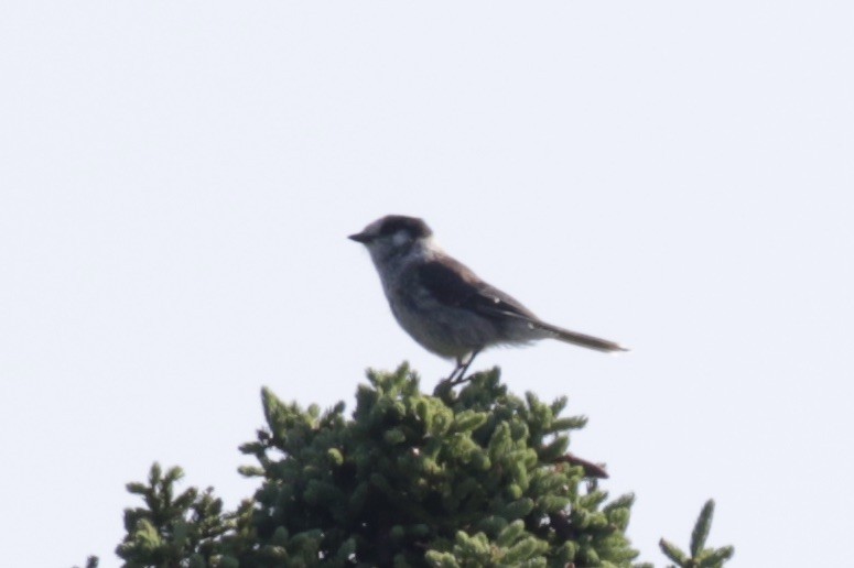 Canada Jay - ML641011988