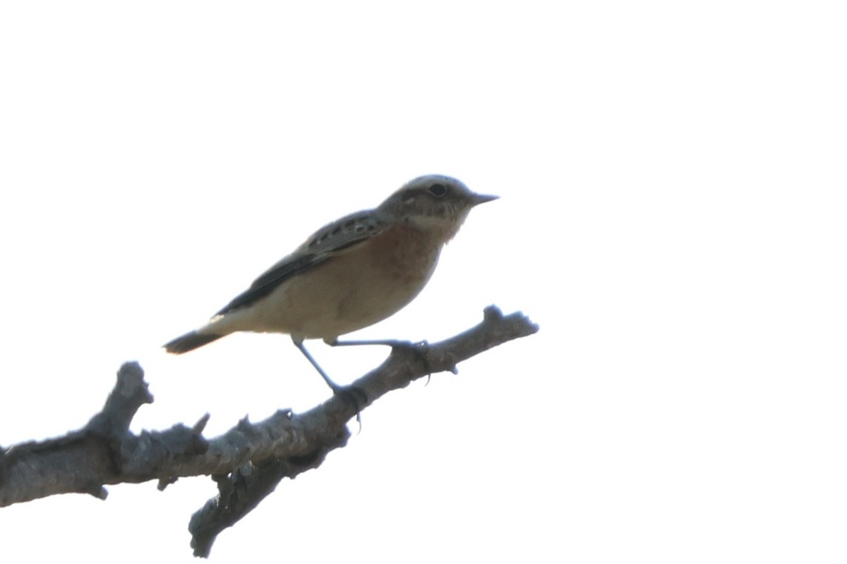 Whinchat - ML641011990