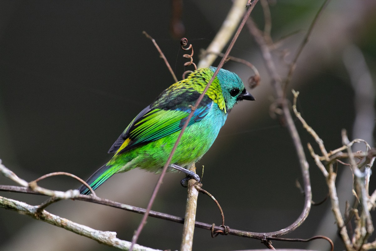 Green-headed Tanager - ML641011994