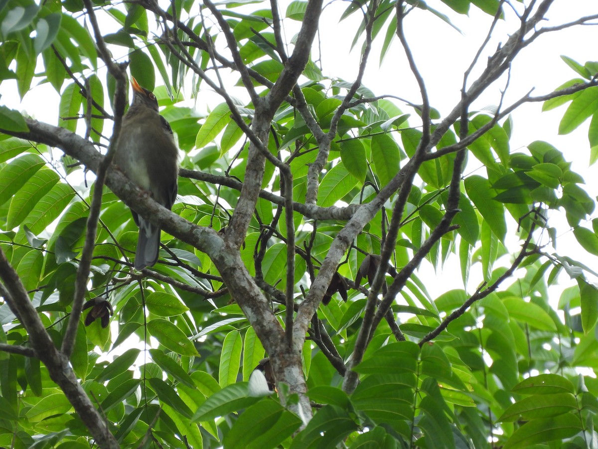 Lawrence's Thrush - ML641012007