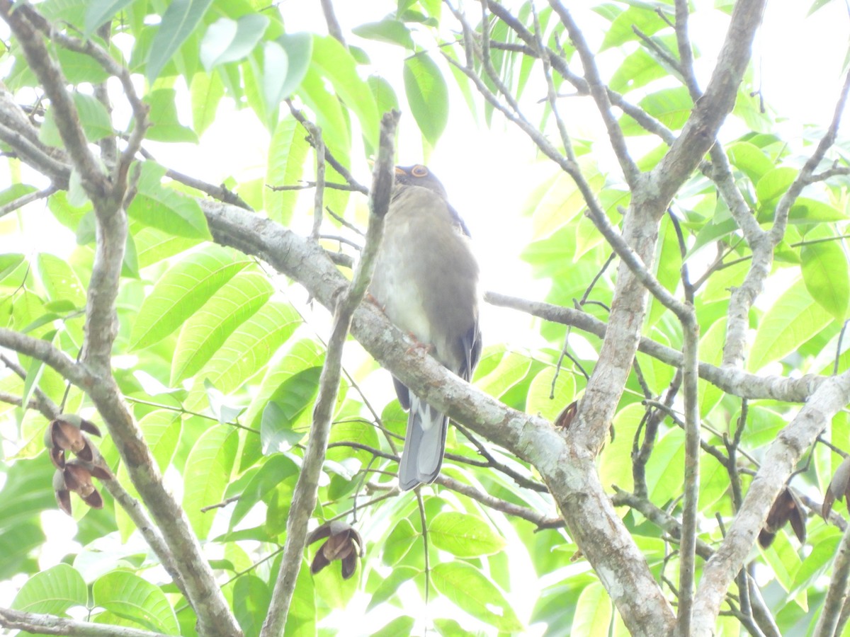 Lawrence's Thrush - ML641012008