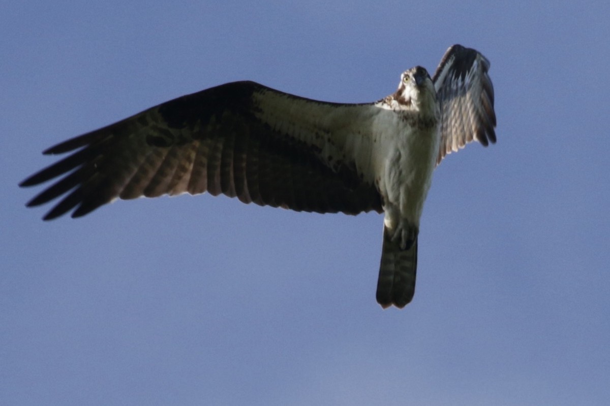 Falco pescatore - ML641012031