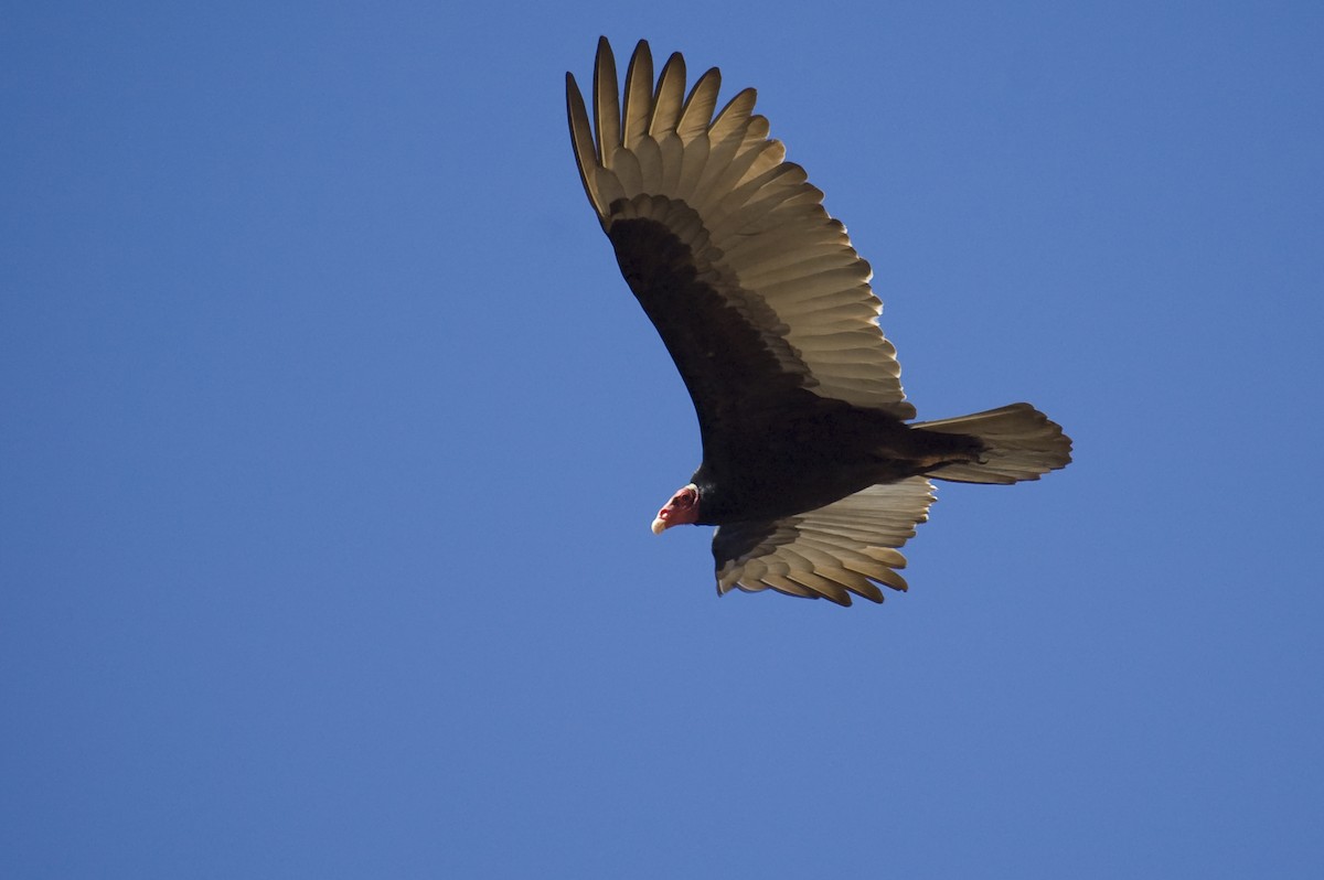 Turkey Vulture - ML641012070