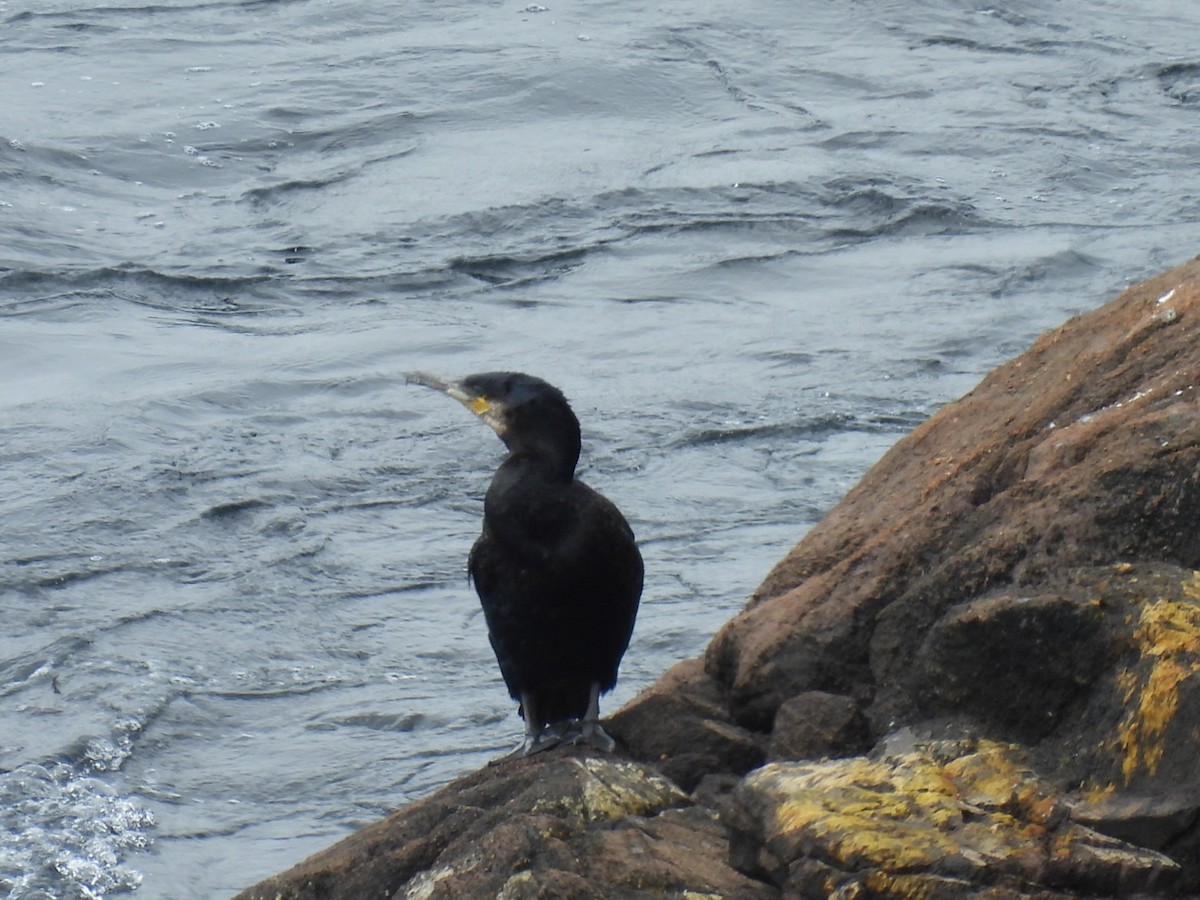 Great Cormorant - ML641012107