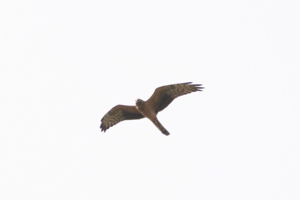 Pallid Harrier - ML641012123