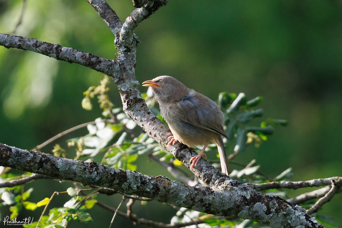 Jungle Babbler - ML641012129