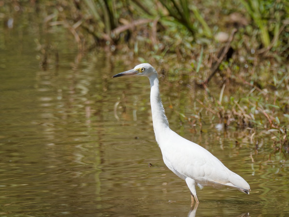 Aigrette bleue - ML641012131