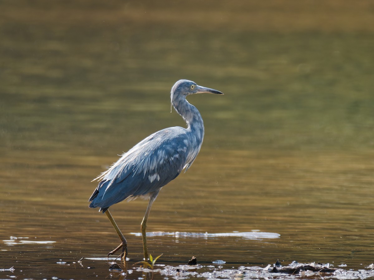 Aigrette bleue - ML641012133