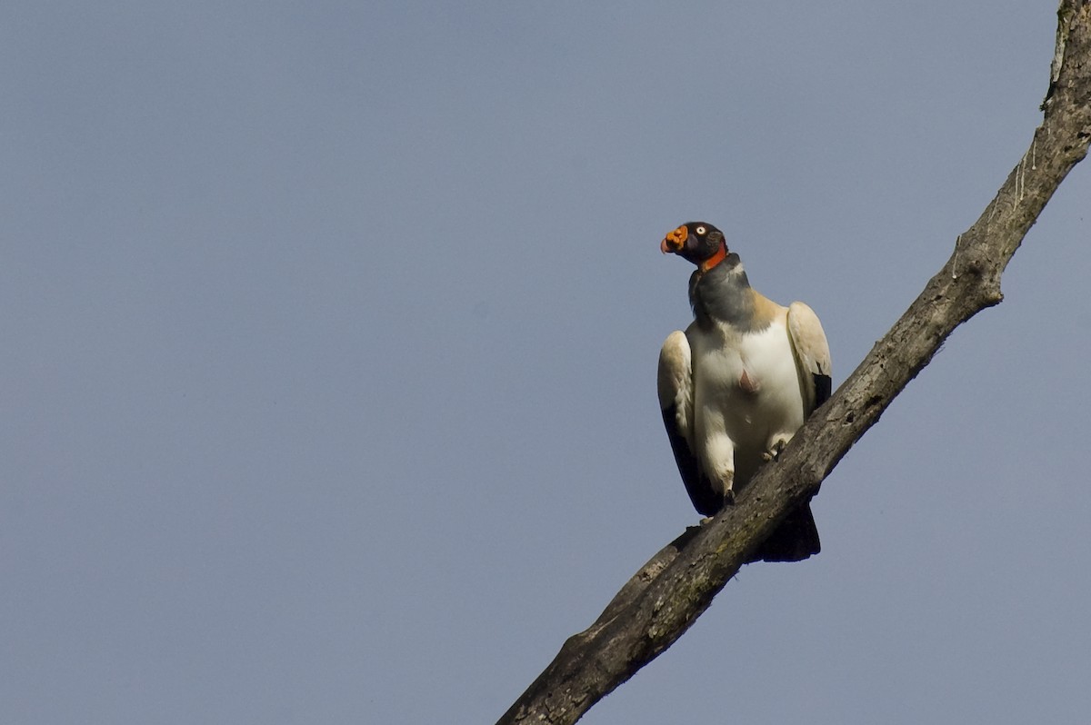 King Vulture - ML641012136