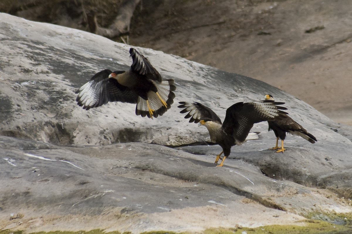 Crested Caracara - ML641012144