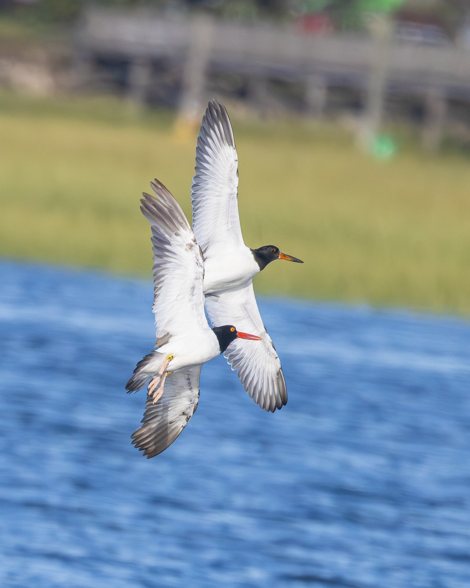 American Oystercatcher - ML641012164