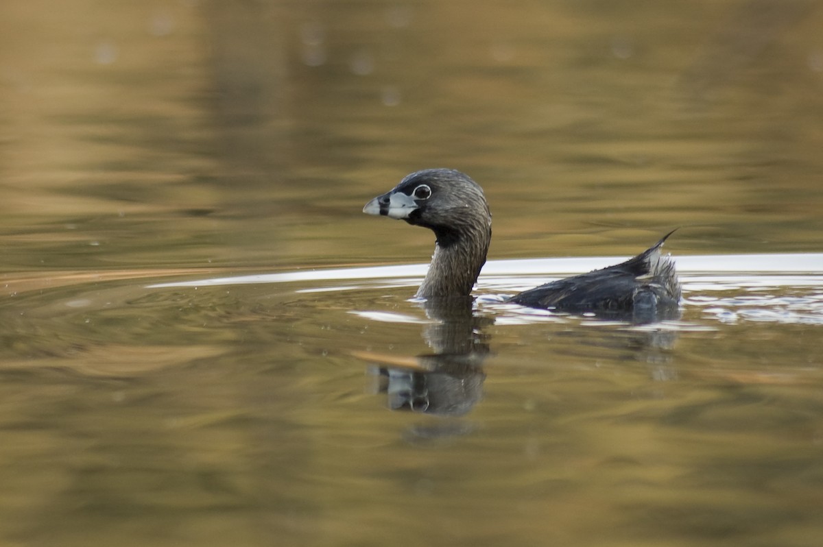 Pied-billed Grebe - ML641012185