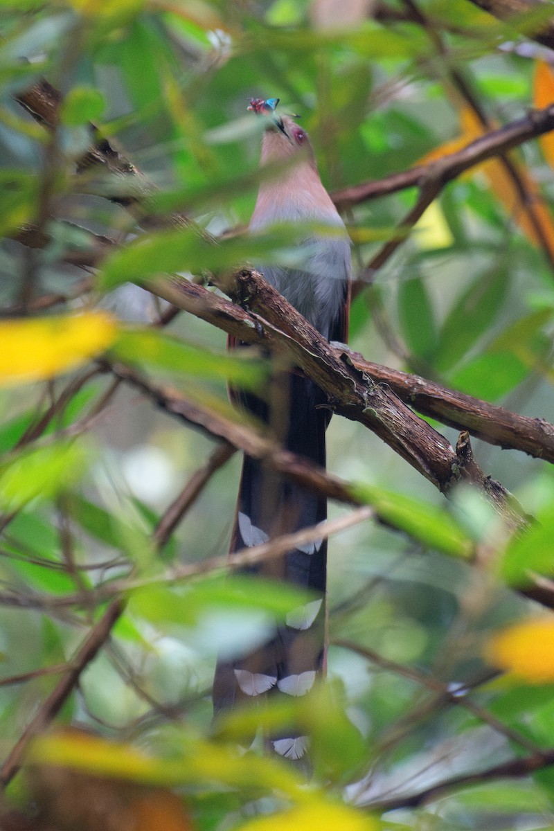 Common Squirrel-Cuckoo - ML641012211