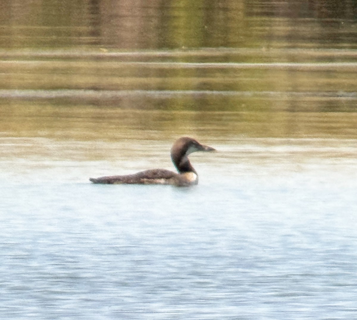 Common Loon - ML641012213