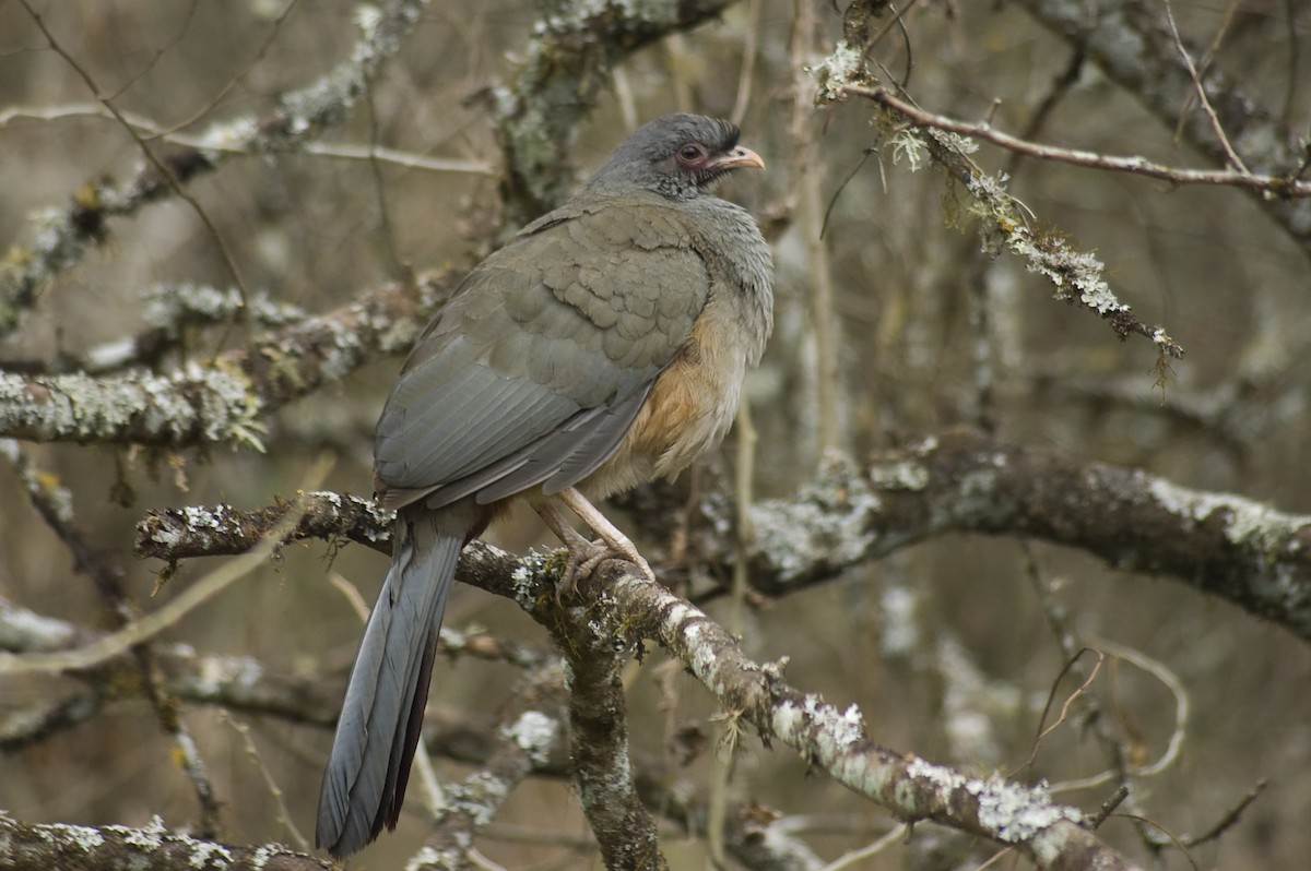 Chaco Chachalaca - ML641012234