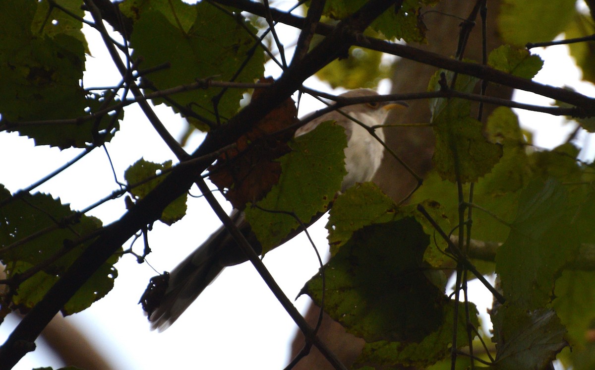 Yellow-billed Cuckoo - ML641012236