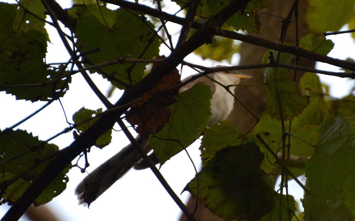 Yellow-billed Cuckoo - ML641012237