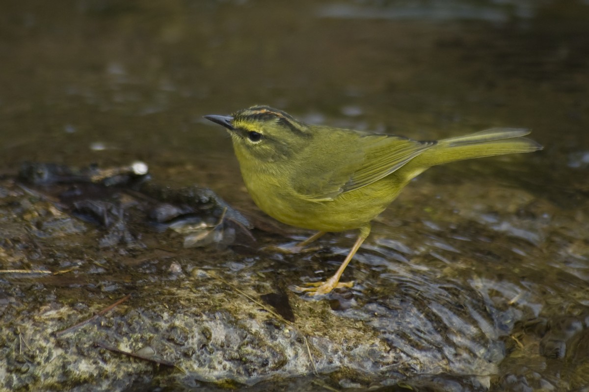 Two-banded Warbler - ML641012243