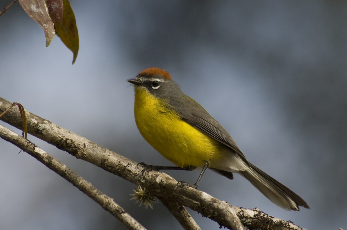 Brown-capped Redstart - ML641012255