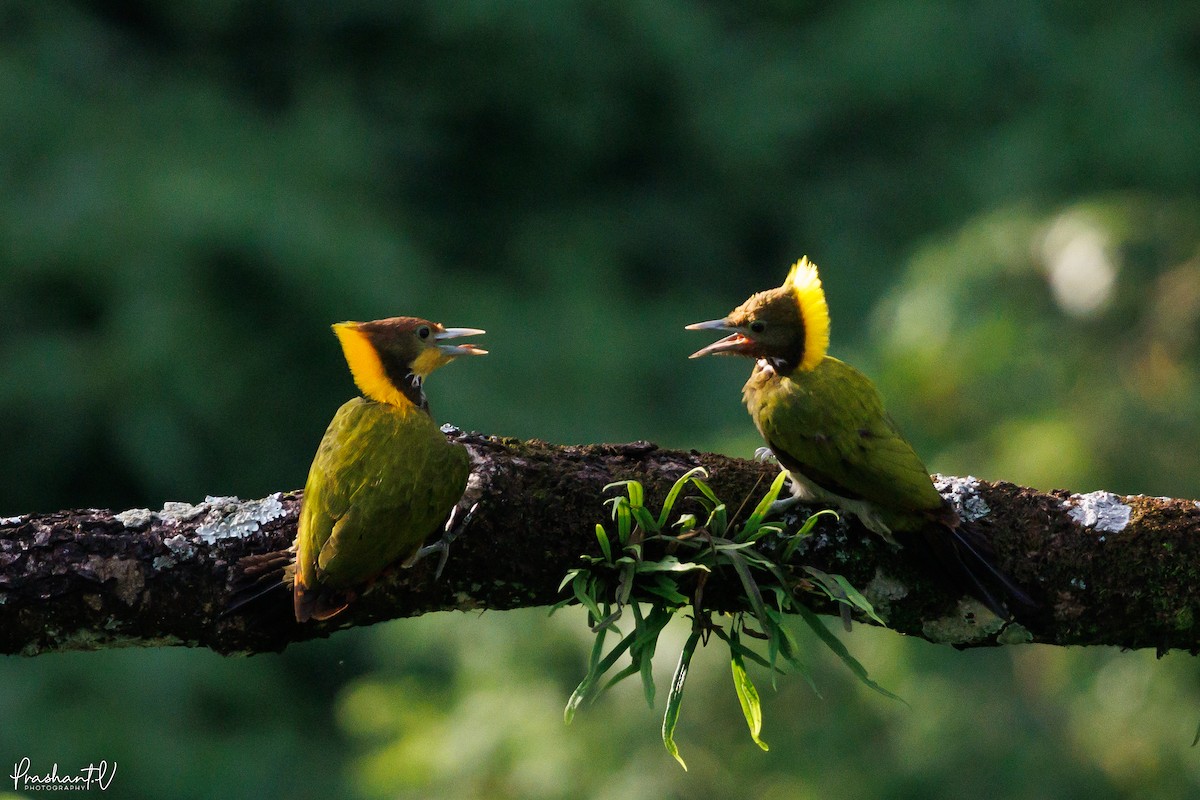 Greater Yellownape - ML641012281