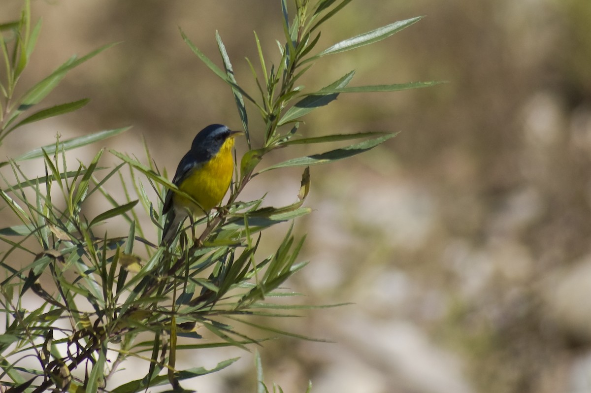 Tropical Parula - ML641012302