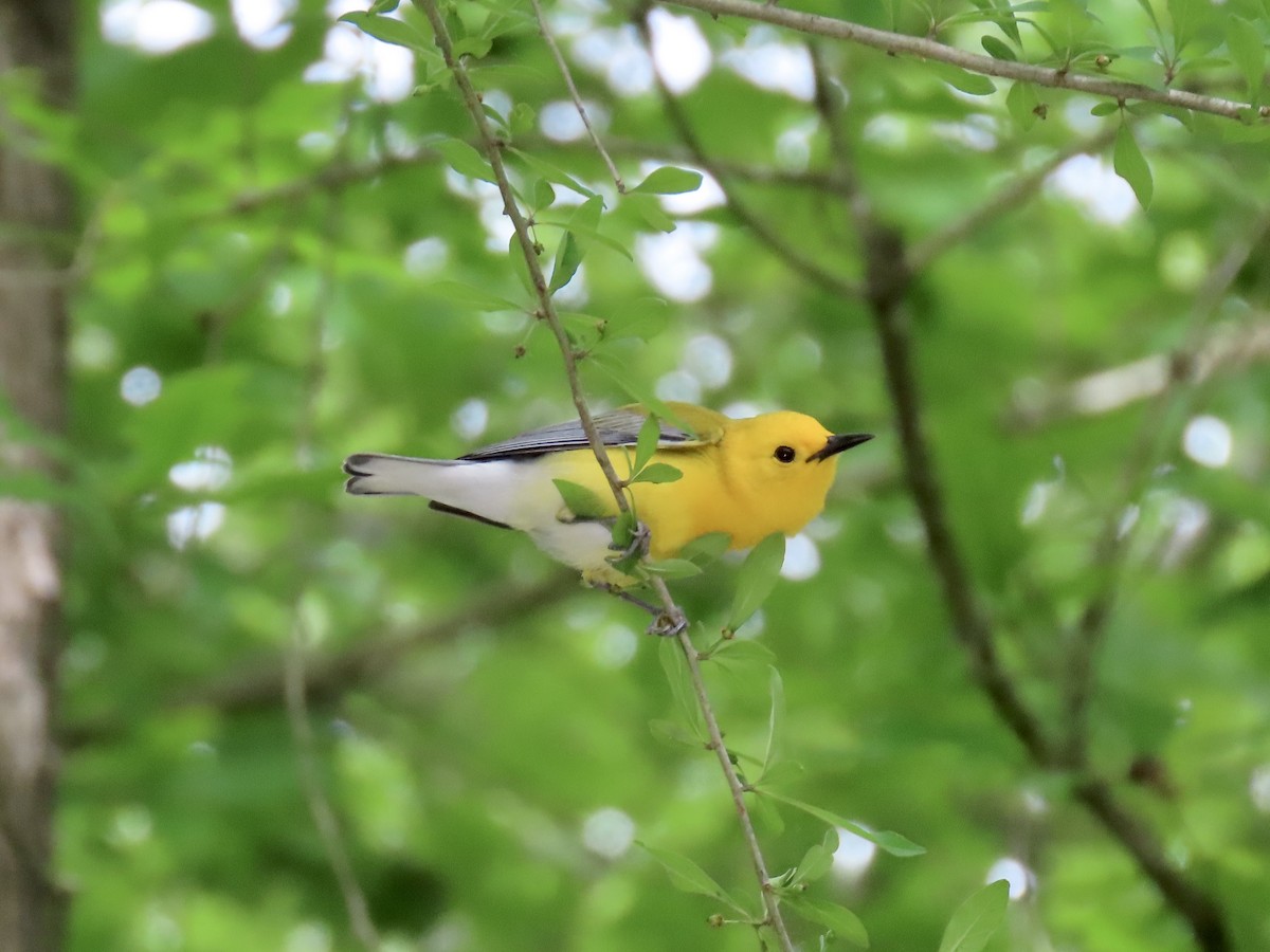 Prothonotary Warbler - ML641012353