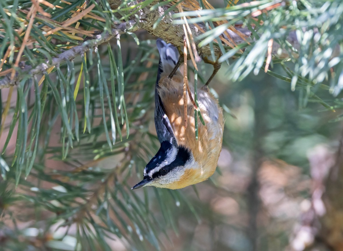Red-breasted Nuthatch - ML641012354