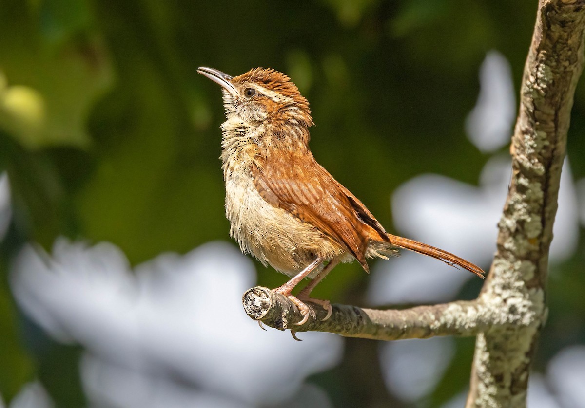 Carolina Wren - ML641012359